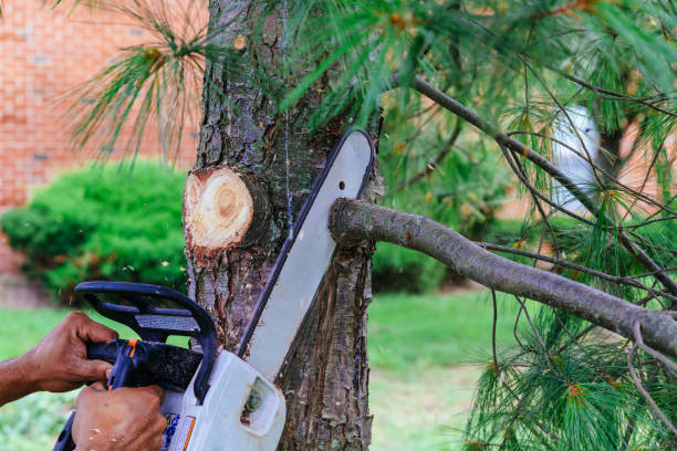 Palm Tree Trimming